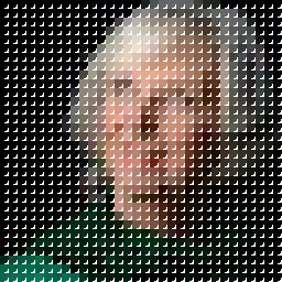 scarlettantonia